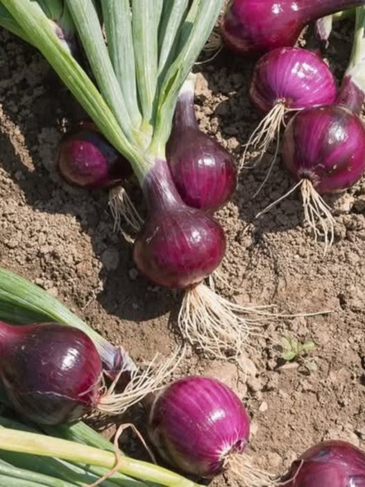 Doctors reveal that eating onion causes … See more 👇